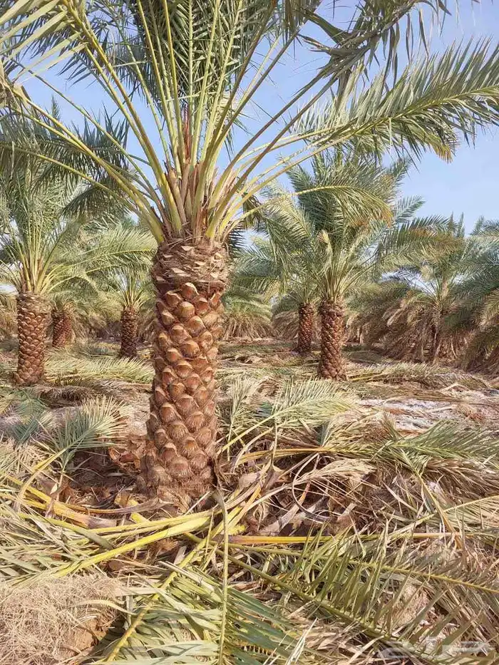 يوجد لدينا نخل البيع عربي مثمر وفسال 1