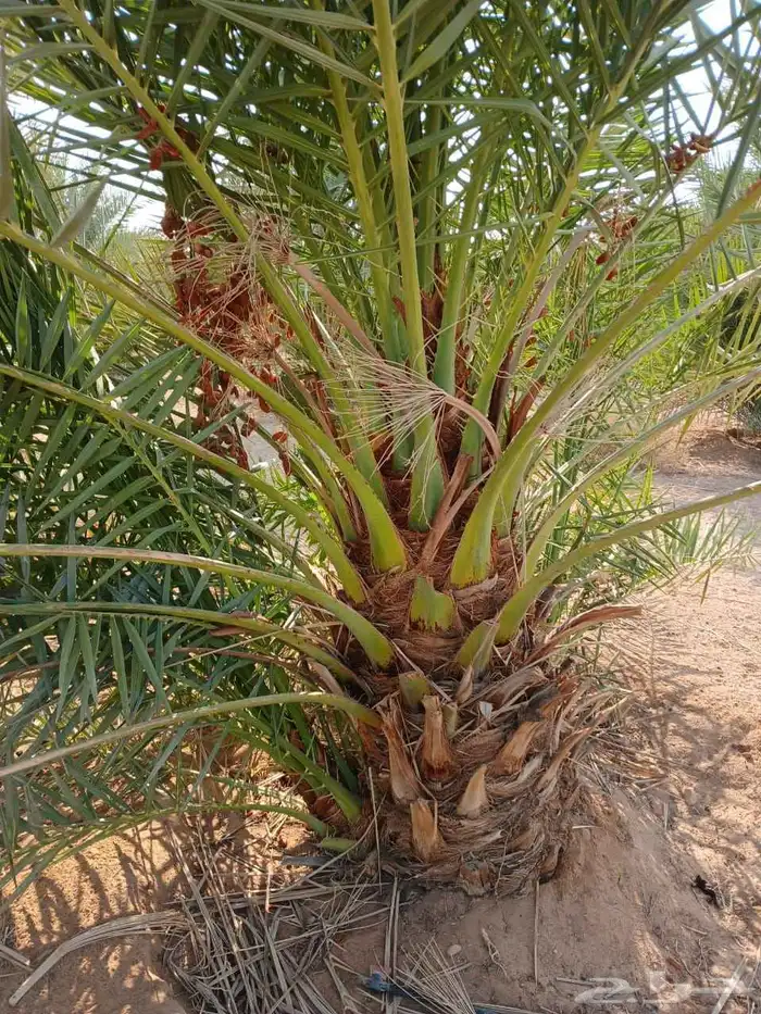 نخل مثمر للبيع خلاص برحي سكري شيشي مجدول صقعي هلالي 3