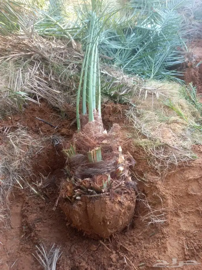 نخل مثمر فاخر نخل واشنطني زينه خلاص ونانه صقعي هلالي سلاطين 1