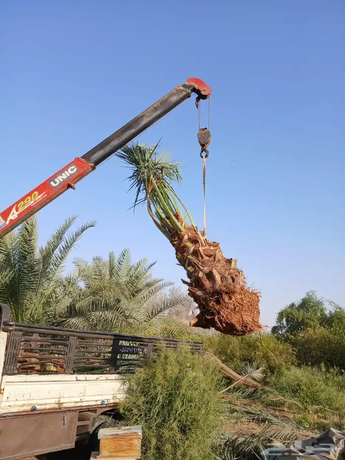 نخل مثمر للبيع خلاص برحي سكري شيشي مجدول صقعي هلالي 2