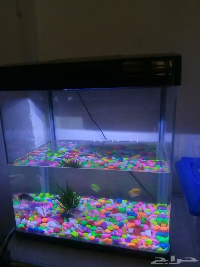 اسماك مع حوض 0