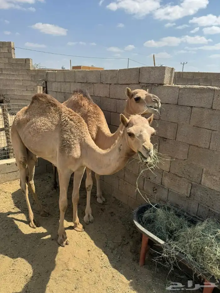 بكره لبانيه للبيع 0