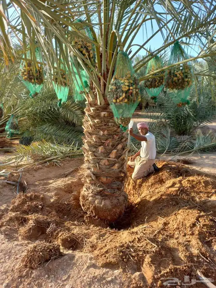 نخل مثمر فاخر نخل واشنطني زينه خلاص ونانه صقعي هلالي سلاطين 0