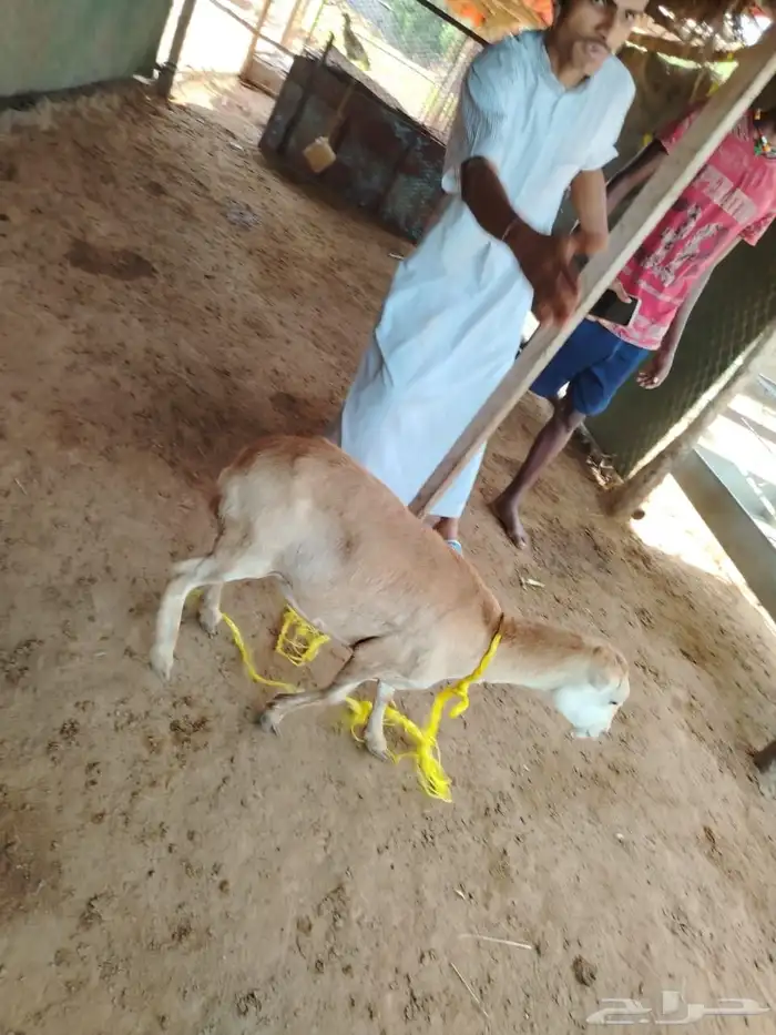 السلام عليكم ورحمه الله وبركاته صلوا على النبي أعرض لكم ضأن 2