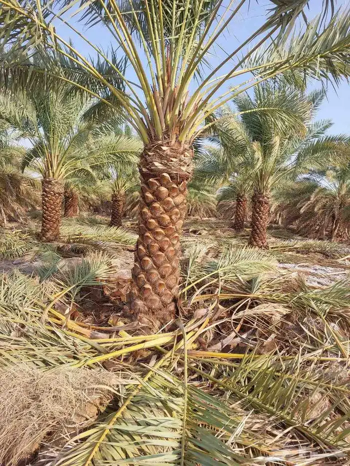 يوجد لدينا نخل البيع عربي مثمر وفسال 0