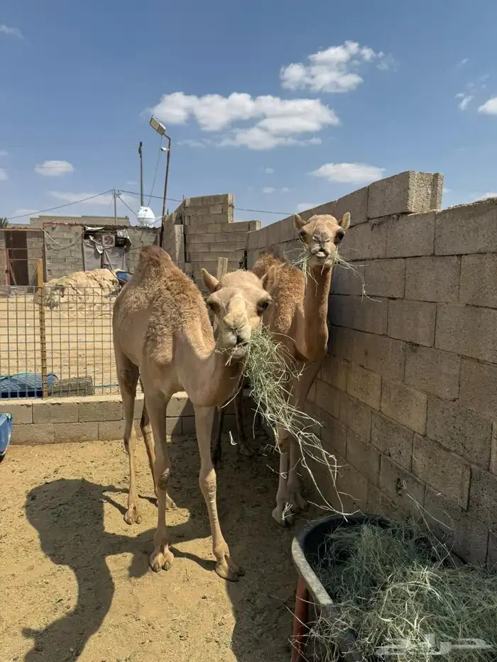 بكره لبانيه للبيع 1