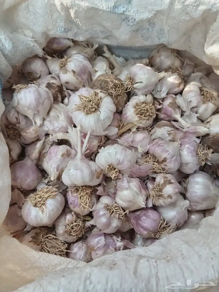 بذور ثوم بلدي 0