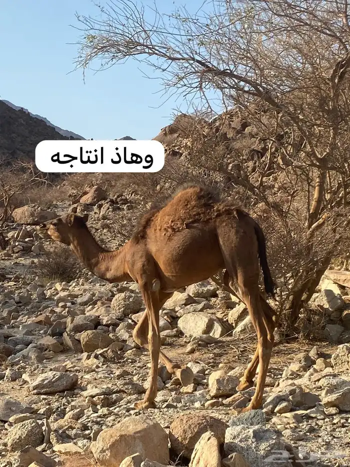 جمل احمر ادهم مشروط 8