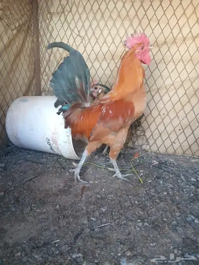 ديك ودجاجه للبيع index