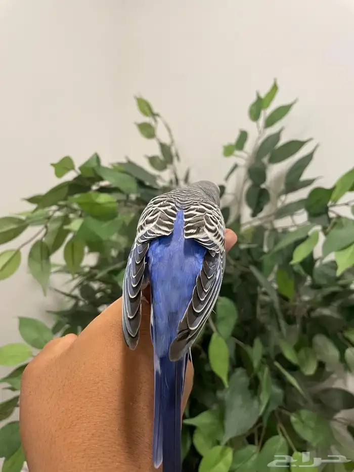 البيع ذكر طير حب اليف 0