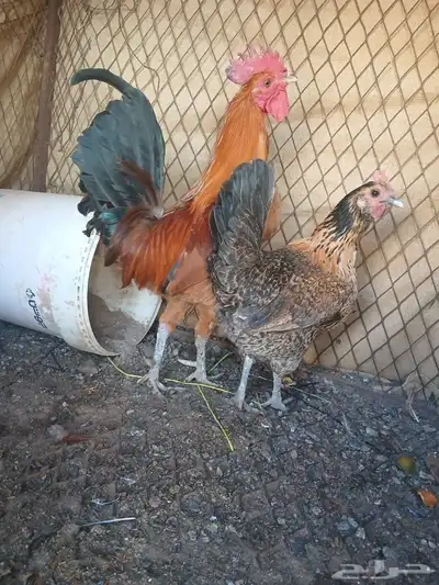 ديك ودجاجه للبيع index