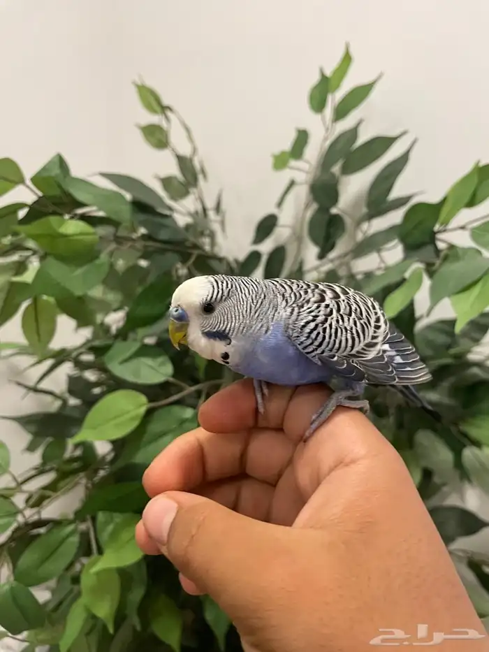 البيع ذكر طير حب اليف 1