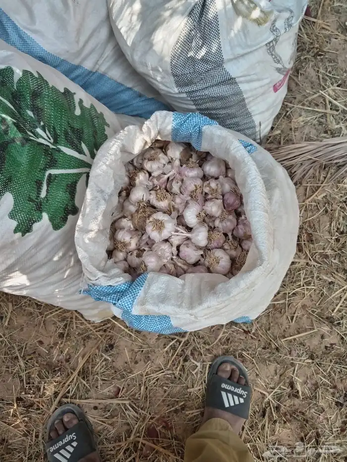 بذور ثوم بلدي 1