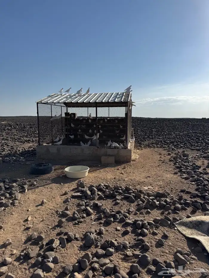 للبيع حمام فرنسي 2