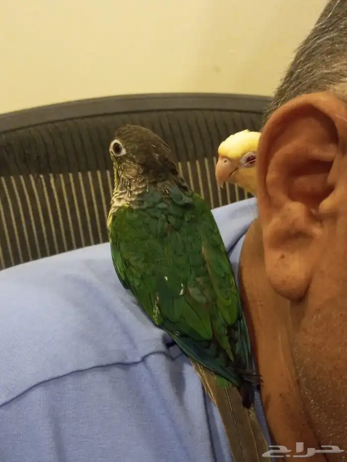 محمية الطيور المغردة 1