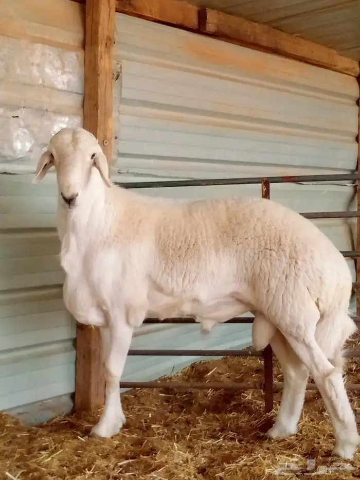 مشروع فحل حري جذع 1