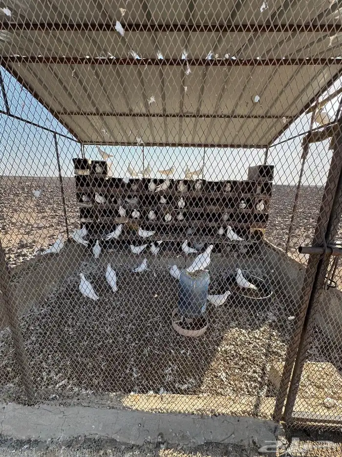 للبيع حمام فرنسي 1