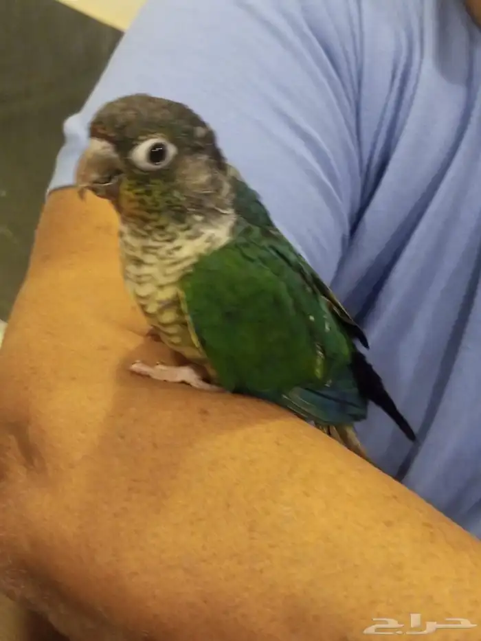 محمية الطيور المغردة 0