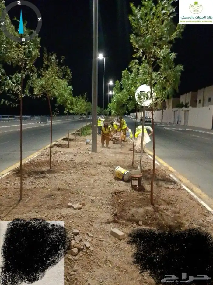 مشتل مؤسسة ميم للتشجير نيم لبخ أكاسيا لسان العصفور باركنسوني 0