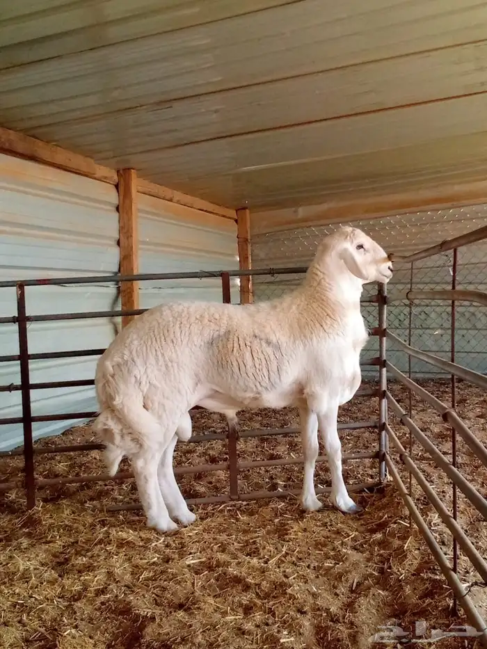 مشروع فحل حري جذع 0