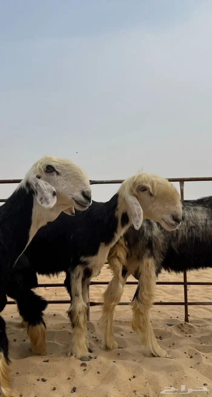 6 غنم نجد بالفحل 0
