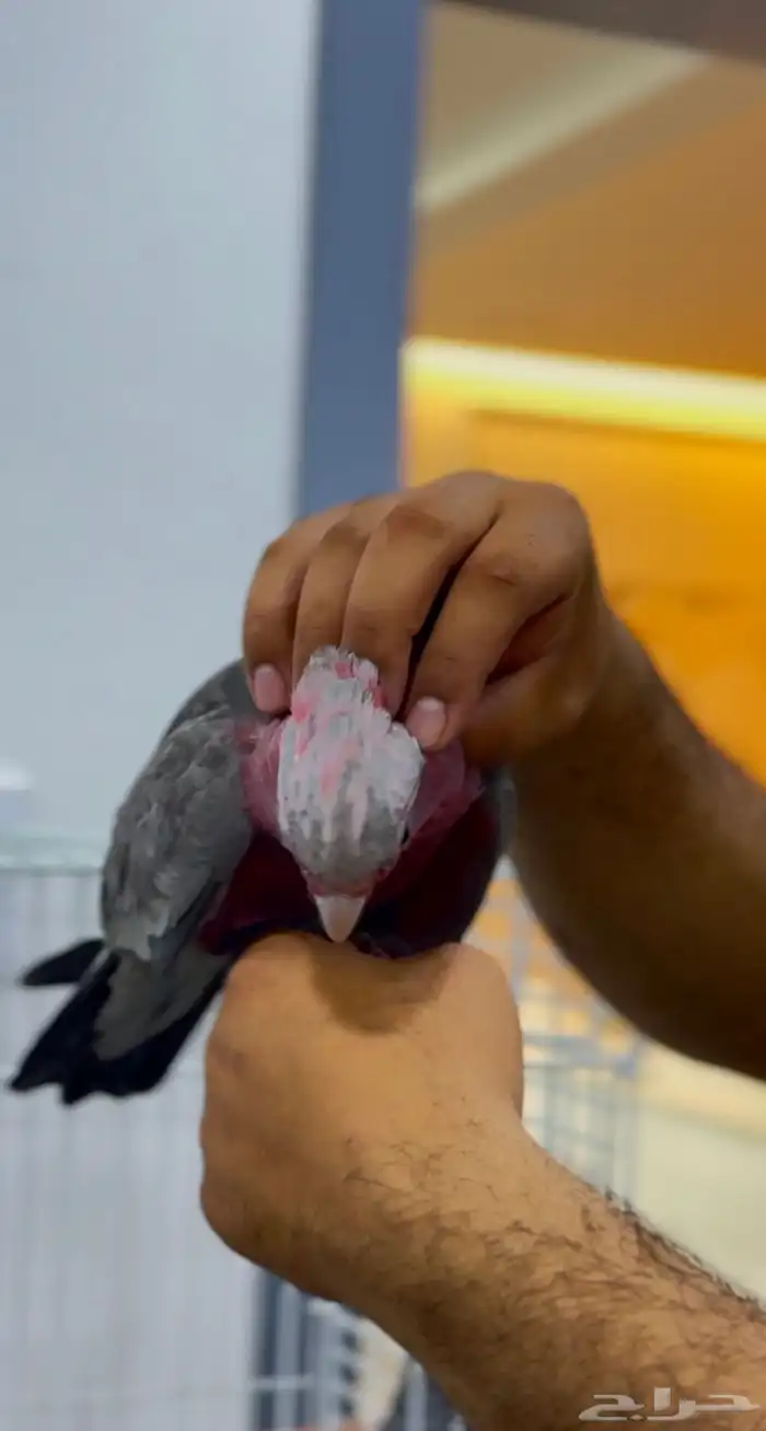 فرخ كوكاتو قالا 2