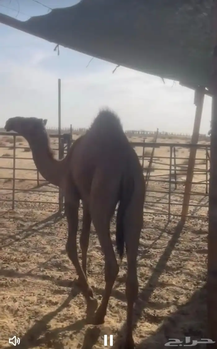 قعود اصفر عمره 8 شهور الموقع غريب المطار 2