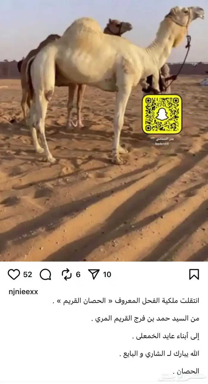 بكره حقه طيبه ( هجن ) 1