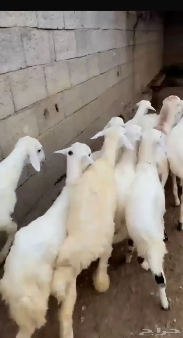 طليان ورخال حريه 1