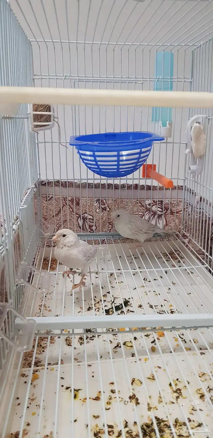 كناري النوع اوبال ذكر و انثي الذكر تغريد شرط صحة ما انتج 3