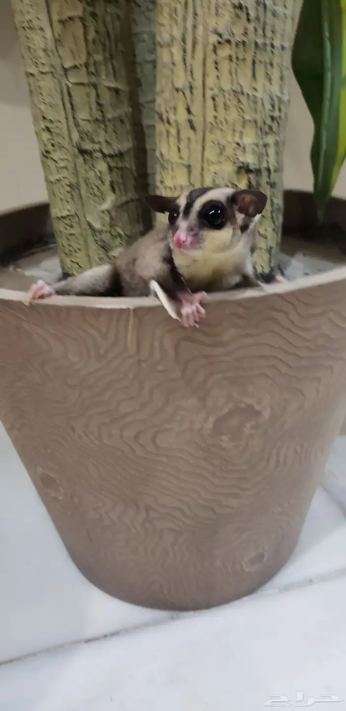 سنجاب   طائر للبيع لا ابيعه بأقل سعر لا يتواصل إلا الجاد 5