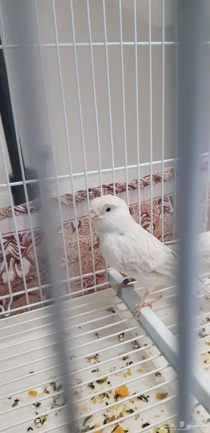 كناري النوع اوبال ذكر و انثي الذكر تغريد شرط صحة ما انتج 4