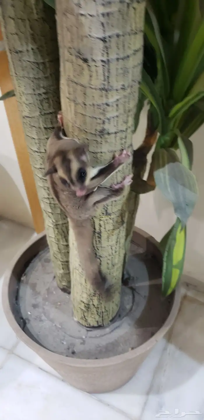 سنجاب   طائر للبيع لا ابيعه بأقل سعر لا يتواصل إلا الجاد 1