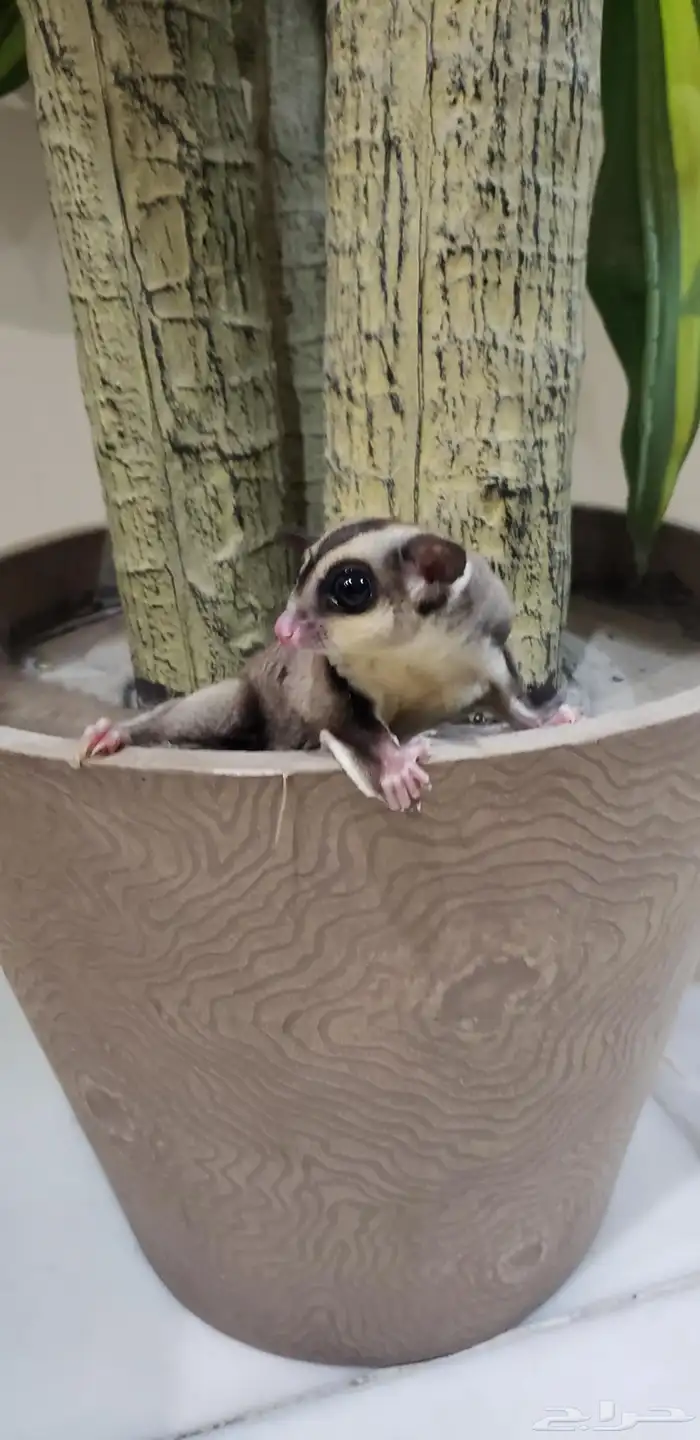 سنجاب   طائر للبيع لا ابيعه بأقل سعر لا يتواصل إلا الجاد 3