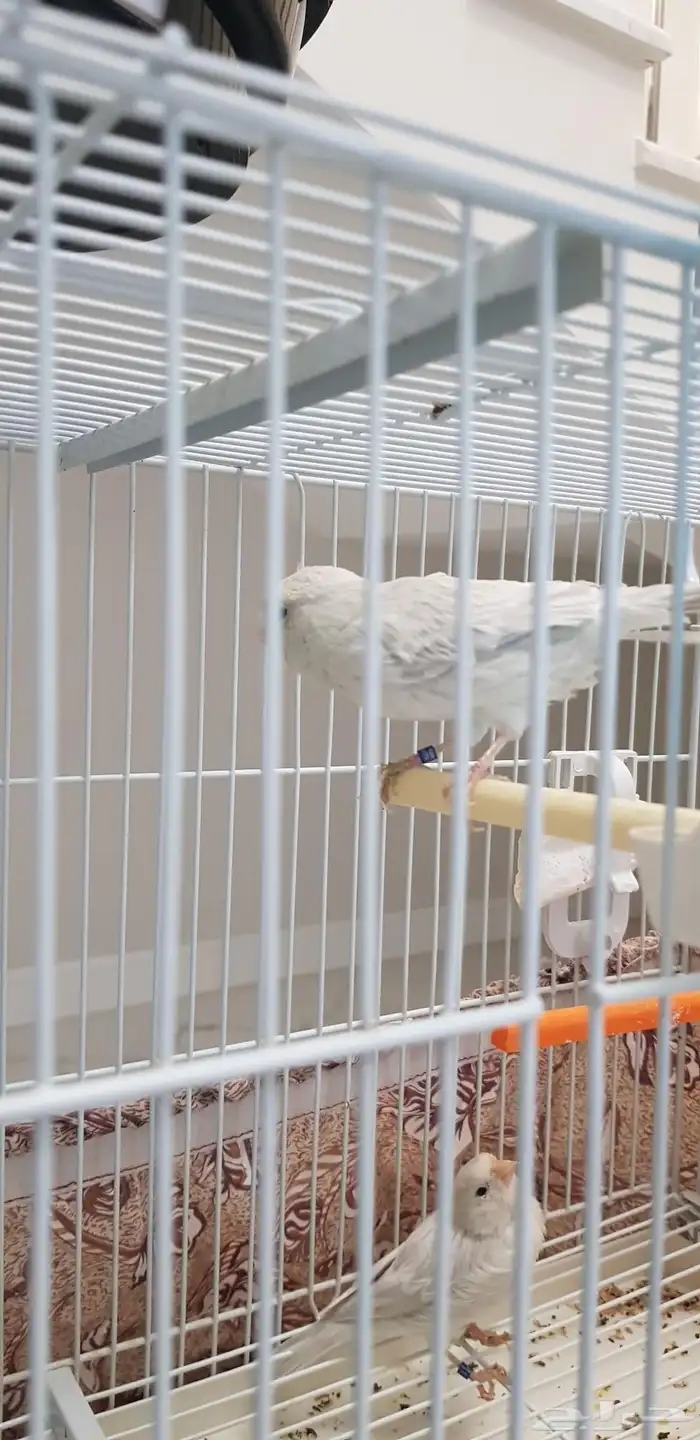 كناري النوع اوبال ذكر و انثي الذكر تغريد شرط صحة ما انتج 2