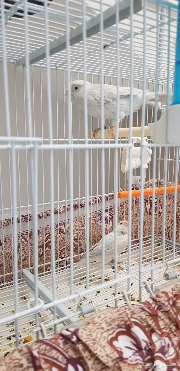 كناري النوع اوبال ذكر و انثي الذكر تغريد شرط صحة ما انتج 1