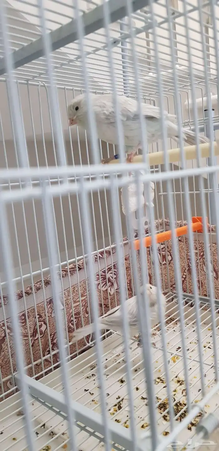 كناري النوع اوبال ذكر و انثي الذكر تغريد شرط صحة ما انتج 0