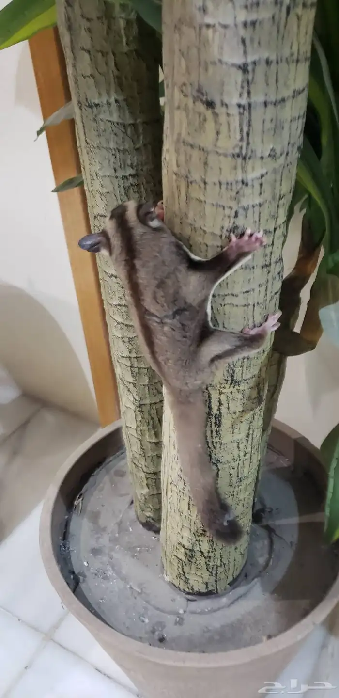 سنجاب   طائر للبيع لا ابيعه بأقل سعر لا يتواصل إلا الجاد 0