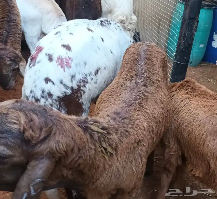 رفيد جذعان مرابي طب وتخير 92