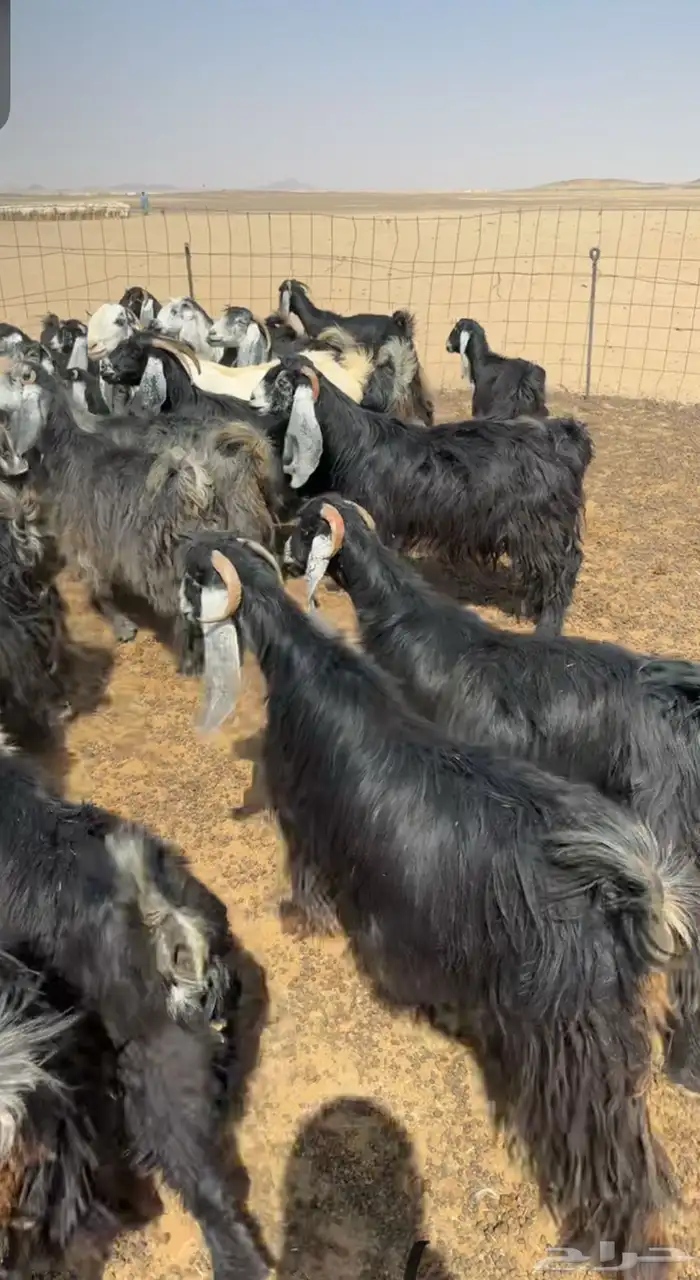 معزاء عوارض طيبه 0