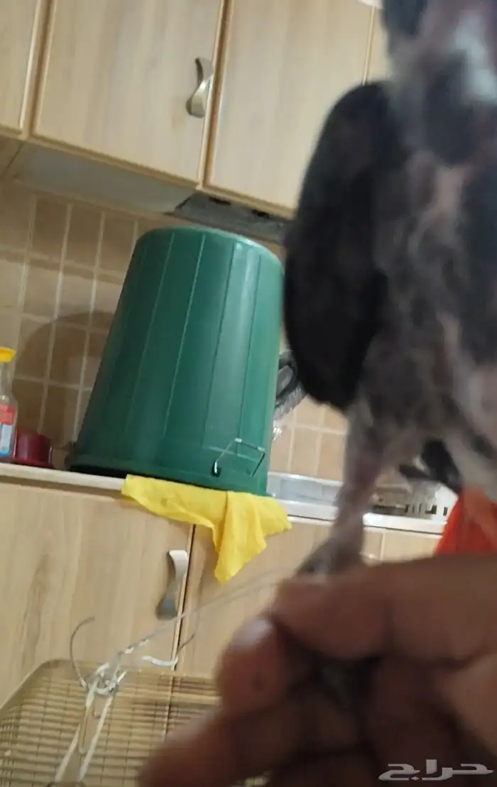 كاسكو للبيع 3