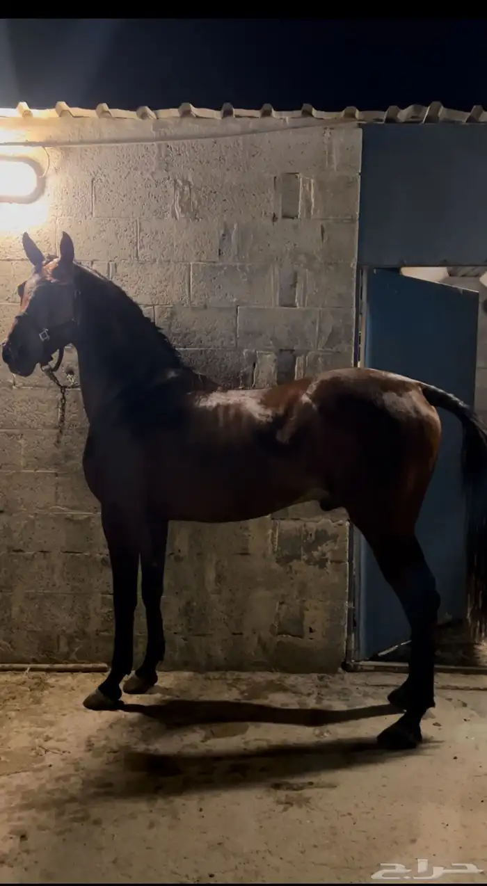 حصان واهو جزيري حمداني لي يدور زين ارتفاعه فوق 8 0