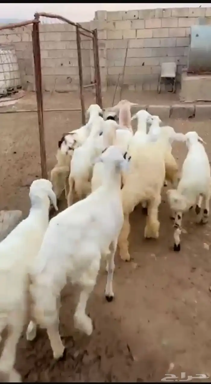 طليان ورخال حريه 0