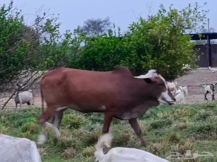 بقره قروووب السن رباع مشروطه 0