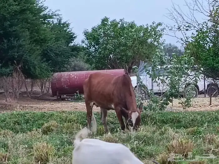 بقره قروووب السن رباع مشروطه 1