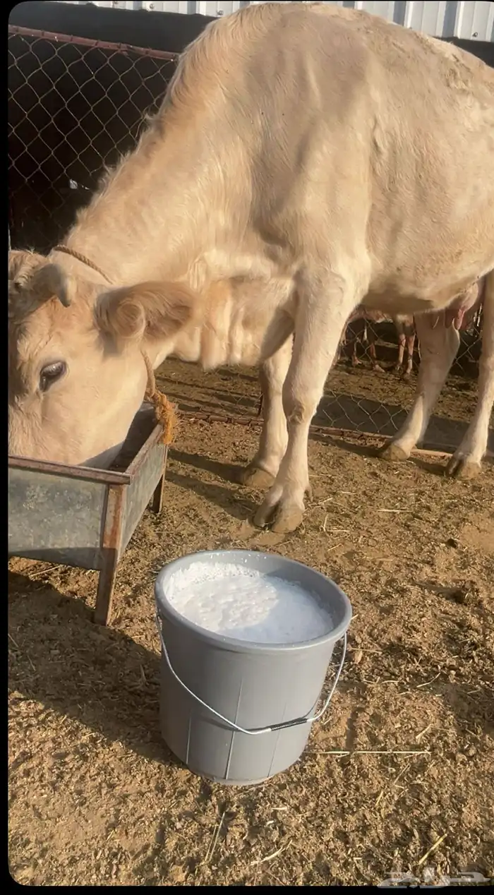 بقرة المانية عليها حسيل 4