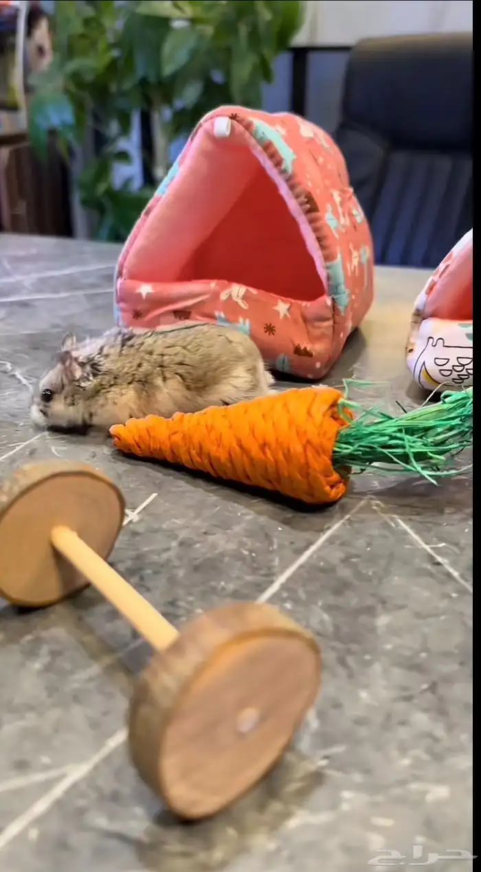 فندق للحيونات الاليفه 4