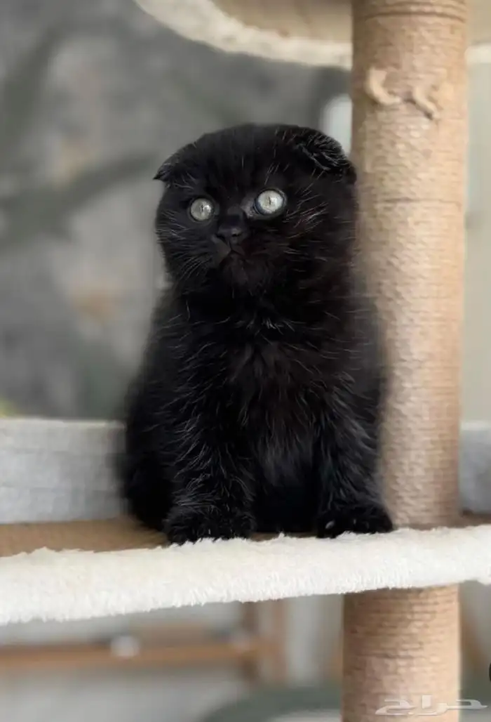 قطط كيتين سكوتش 3