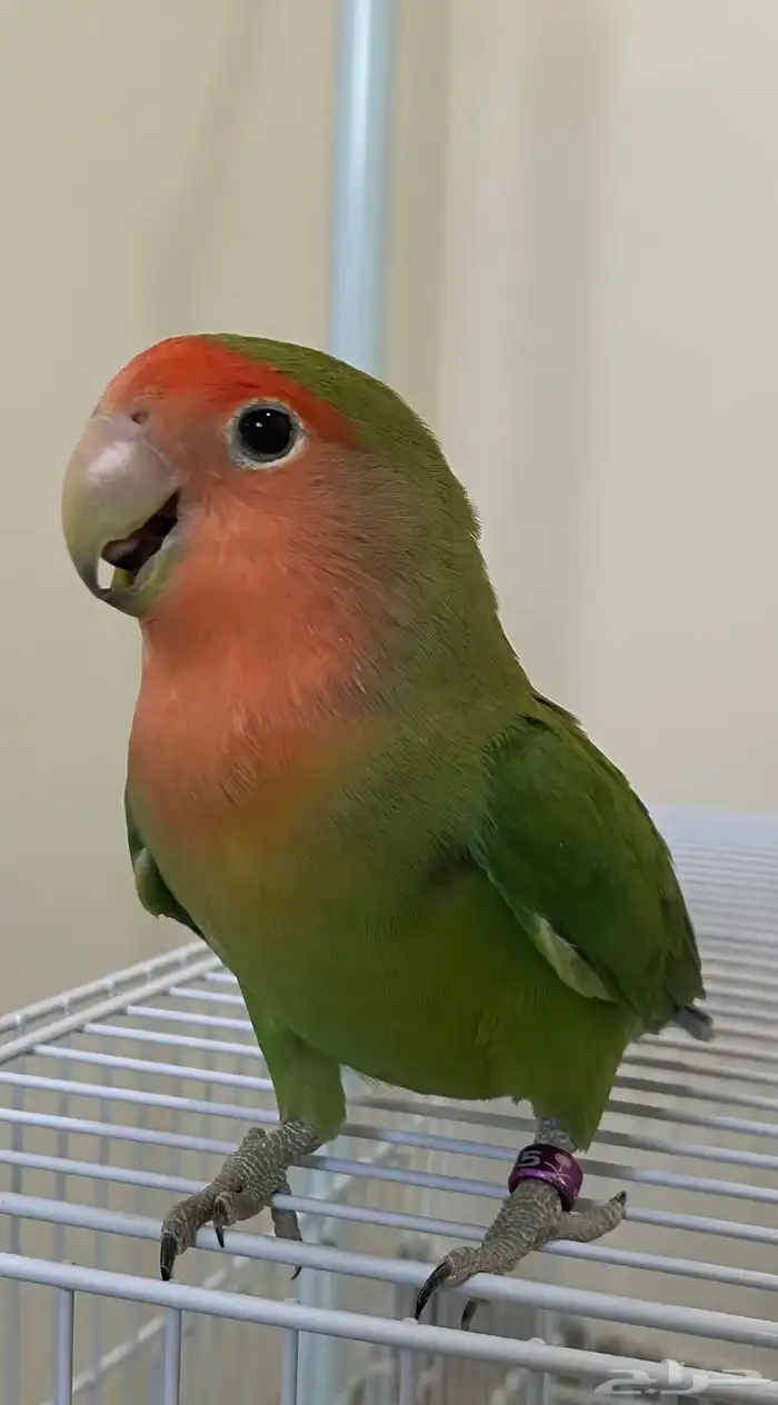 فندق للحيونات الاليفه 6