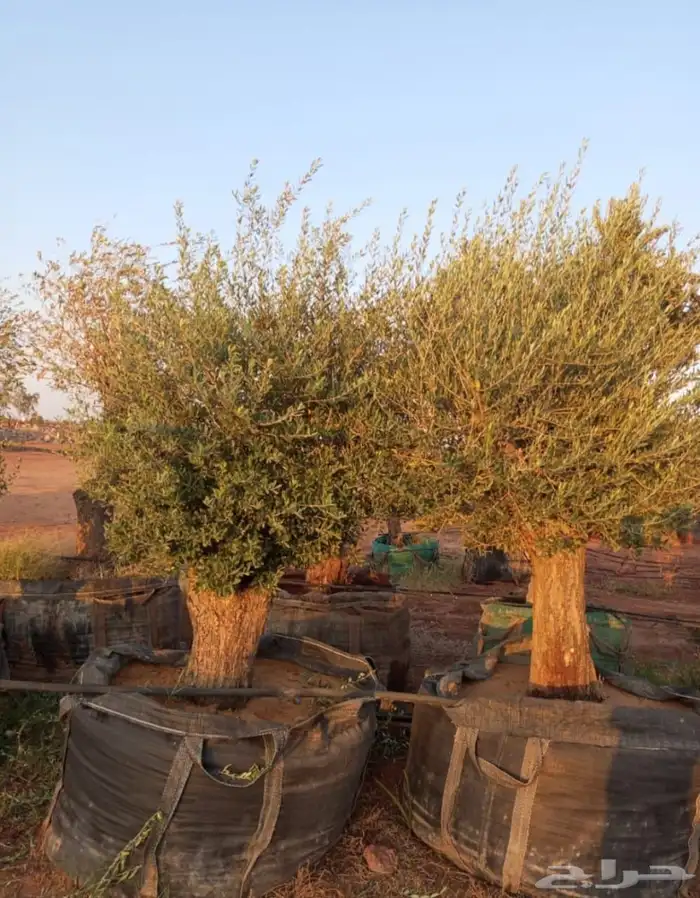 اشجار زيتون معمر 1